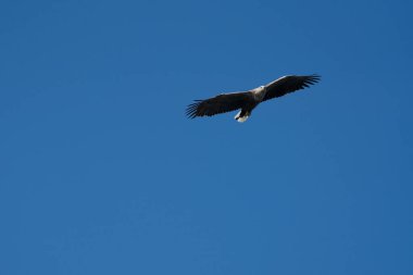 Beyaz Kuyruklu Deniz Kartalı (Haliaeetus albicilla) uçuş