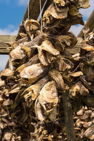 Cabezas de bacalao secándose en un estante de madera —  Fotos de Stock