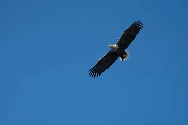 Witte staart zeearend (Haliaeetus albicilla) tijdens de vlucht — Stockfoto