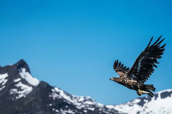 Águila marina de cola blanca (Haliaeetus albicilla) en vuelo —  Fotos de Stock