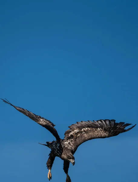 Genç Beyaz Kuyruklu Deniz Kartalı (Haliaeetus albicilla) dow stooping — Stok fotoğraf