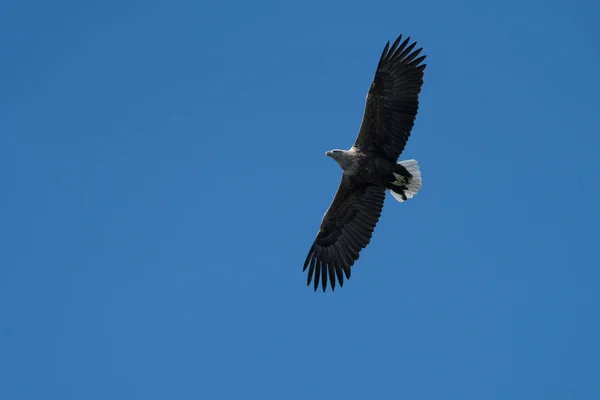 Águia-de-cauda-branca (Haliaeetus albicilla) em voo — Fotografia de Stock