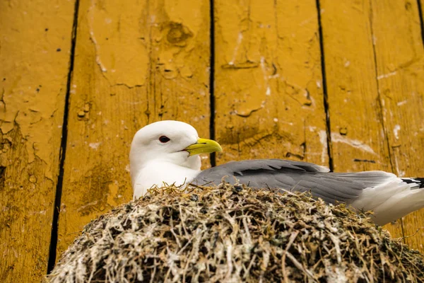 Bir Kittiwake (Rissa tridactyla) bir çıkıntı üzerinde yuvalama yakın — Stok fotoğraf