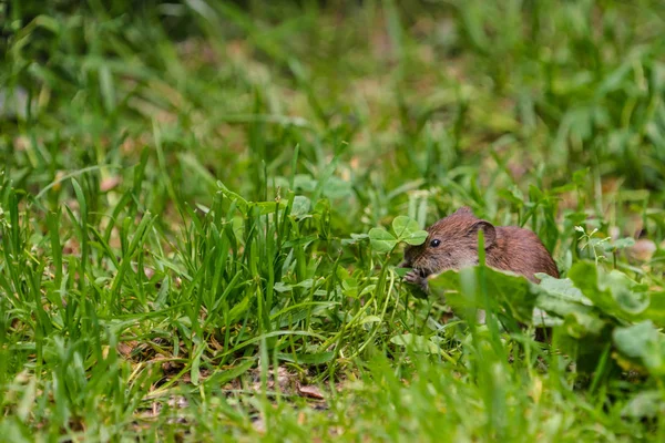 Felt Vole (microtus agrestis ) - Stock-foto