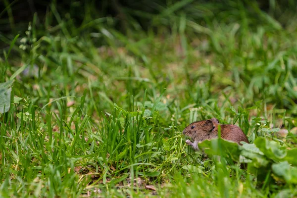 Felt Vole (microtus agrestis ) - Stock-foto