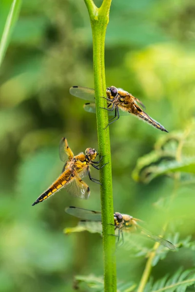 Fyra-fläckig Chaser trollsländor (Libellula quadrimaculata) Shelt — Stockfoto