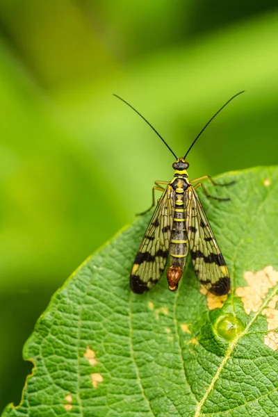 Fly Escorpião Masculino (Panorpa communis) sentado em uma folha — Fotografia de Stock