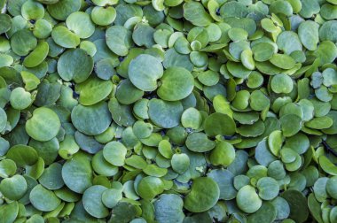 arka plan ile yeşil bitkiler bir bahçede bırakır..