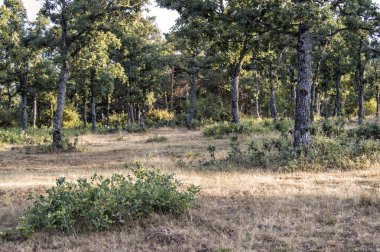 Orman ağaç ve çalı mirador de Los Robledos Madrid yakınlarındaki ile. İspanya.