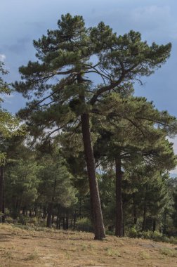 Las Navas del Marques, Avila il bir ormanda bir çam ağacı. Castilla Leon Spain.