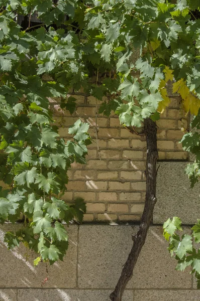 Une Vigne Verte Sur Mur Briques — Photo