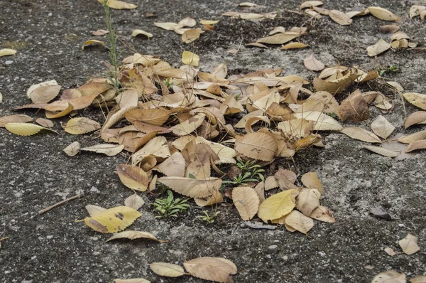 golden leaves falling on black asphalt