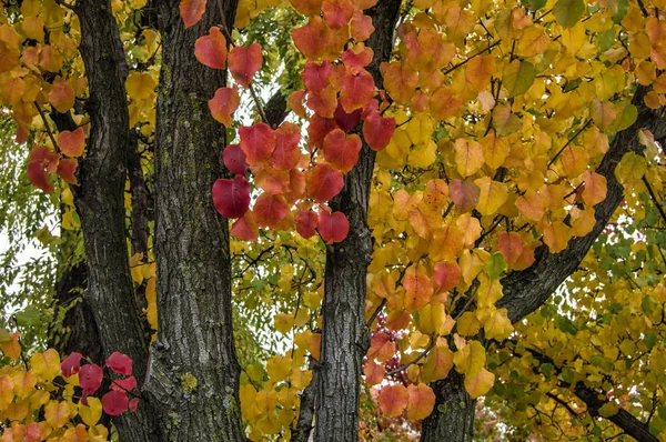 Гілки Дерева Листям Золотистому Кольорі Червоної Осені — стокове фото