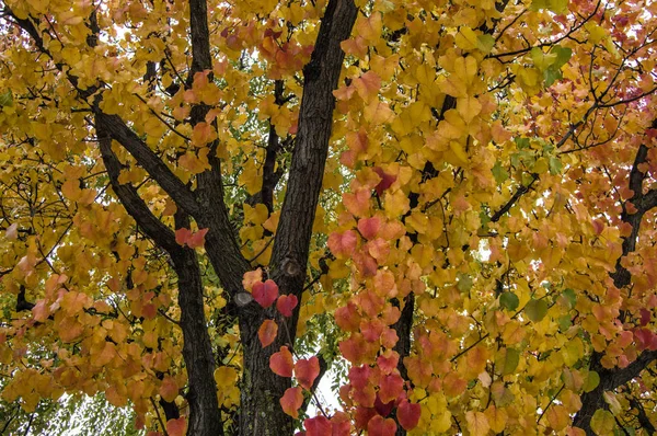 tree branches with leaves in golden color and red autumn
