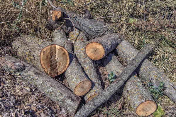 Vista Perto Alguns Logs Lenha — Fotografia de Stock