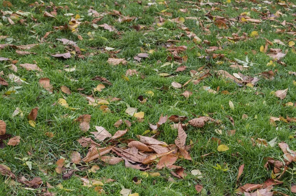 Сухие Листья Упали Зеленый Луг Парке Мадриде Испания — стоковое фото
