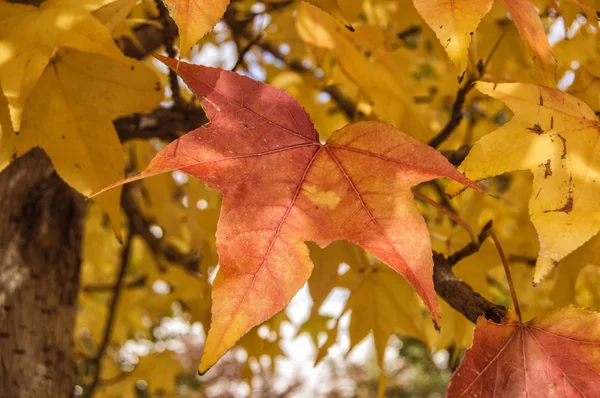 reddish leaf hanging from a tree in autumn