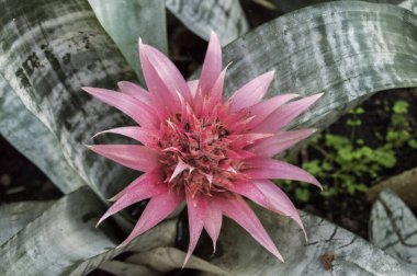 Bir sera bromeliad çiçek