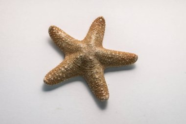 Beyaz arka plan üzerinde izole kahverengi denizyıldızı,