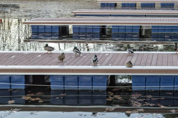 在马德里坎波卡莫的湖中与鸭子一起的码头 西班牙 — 图库照片