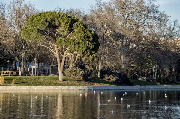 Borovice Jezera Casa Campo Madridu Španělsko — Stock fotografie