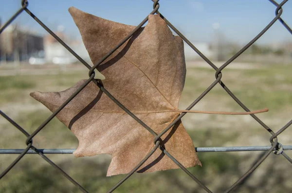 Ein Trockenes Blatt Das Einem Metallzaun Auf Einem Land Hängt — Stockfoto