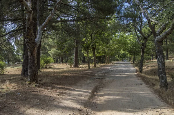 Navas del Marques, il Avila yakınındaki bir ormandaki ağaçlar ile yolu. Castilla y Leon. İspanya