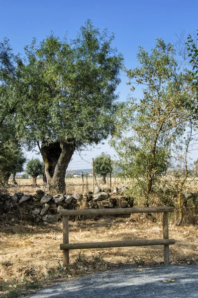 Camino Con Una Valla Madera Detrás Una Valla Piedra Con —  Fotos de Stock