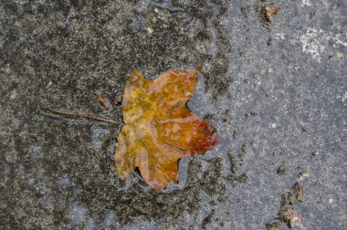 Kuru yaprak düşme ve bir su birikintisi izole.