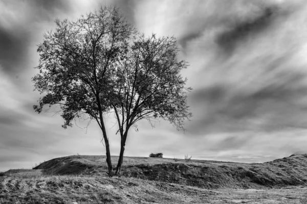 Madrid'in bir yerinde çayırda yalnız bir ağaç. İspanya. Siyah beyaz