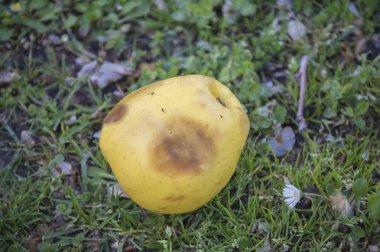 elma sokakta yatan ayrışma bir devlet