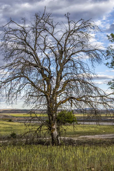 Campo Verde Con Árbol Seco Rielves Provincia Toledo Castilla Mancha —  Fotos de Stock