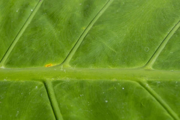 Background Large Green Leaf Fragment Showing Ribs — Stock Photo, Image