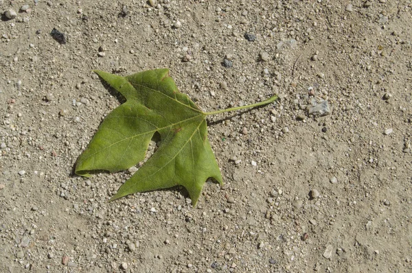 Ett Grönt Löv Fallit Sandig Mark — Stockfoto