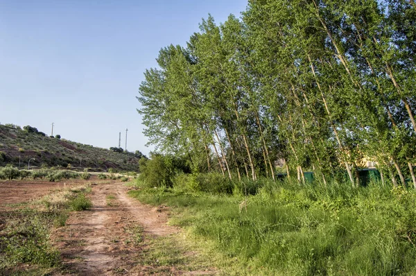 Camino Tierra Con Dos Árboles Fondo Camino Lugar Provincia Albacete —  Fotos de Stock