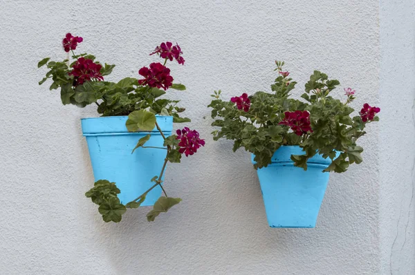 Beyaz duvarda asılı sardunyalı iki tencere