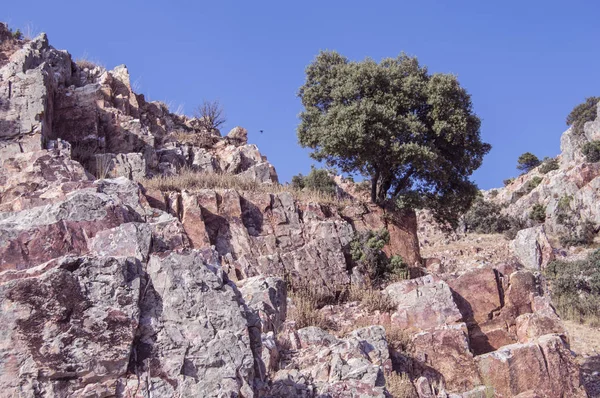 Albacete Deki Hocino Boğazı Nda Kayaların Arasında Büyüyen Yalnız Bir — Stok fotoğraf