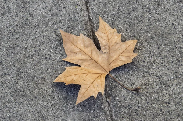 Torrt Löv Faller Ett Asfalt Golv — Stockfoto