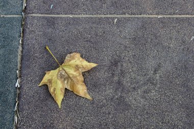 Gri asfalt karo bir arka plan üzerinde yaprak düşmesi