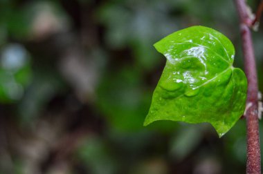 Su damlaları olan yeşil bir sarmaşık yaprağı, izole edilmiş, odaklanmamış arka planda