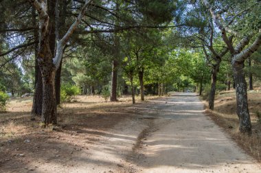 Las Navas del Marques 'te ağaçların üzerinde yalnız bir patika, Porvince de Avila. İspanya