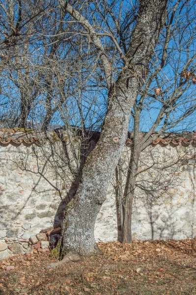 Muro Pietra Con Albero Foglie Secche Inverno Nella Foresta Finlandese — Foto Stock