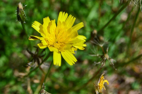 Dandelion Isolated Green Background Park — Stock Photo, Image