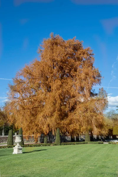 Skalliga Cypresser Hösten Äng Retiro Parken Madrid Spanien — Stockfoto