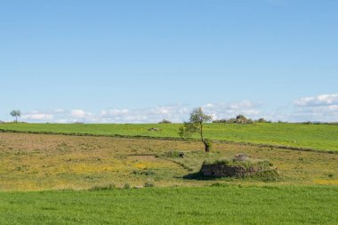 İlkbaharda yeşil tarlalarda bir tuğla yığını ve izole edilmiş küçük bir ağaç.