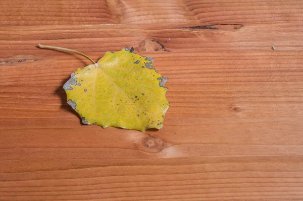 Foglia Gialla Pioppo Silverleaf Isolato Fondo Legno — Foto Stock