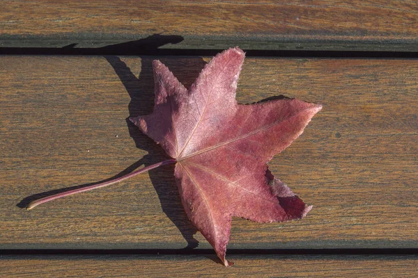 Красный Сухой Лист Дерева Платана Acerifolia Изолированы Деревянном Фоне — стоковое фото