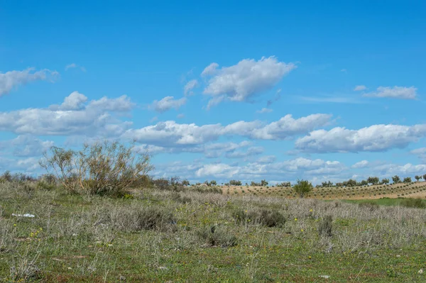 Landskap Med Grönt Fält Och Himmel Med Moln Guadamur Provinsen — Stockfoto