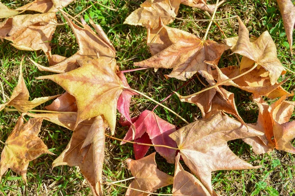 Сухие Листья Дерева Платана Acerifolia Фоне Травы Осенью — стоковое фото