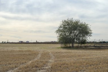 İki çizgili bir tarla, çitin içinde bir ağaç ve Castilla La Mancha 'da arka planda evler. İspanya